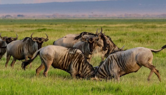 Crater wildebesst