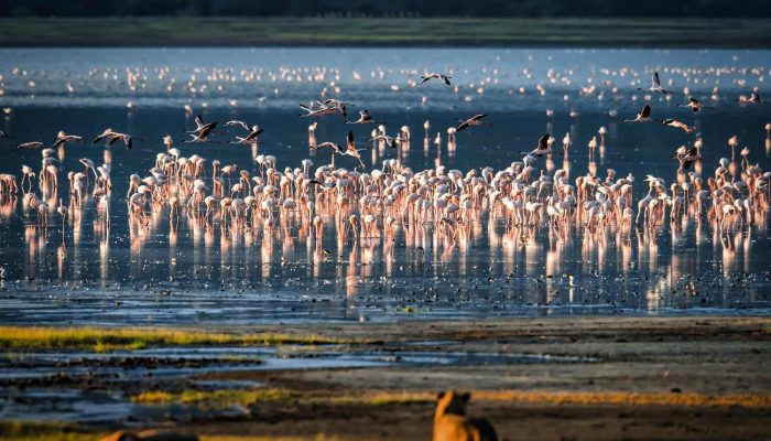 Lake Manyara National Park