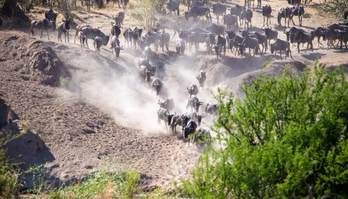 Serengeti Migration