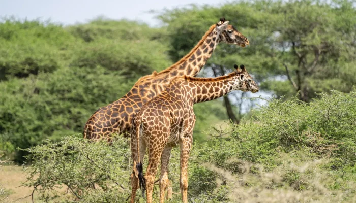 Serengeti National Park wildlife