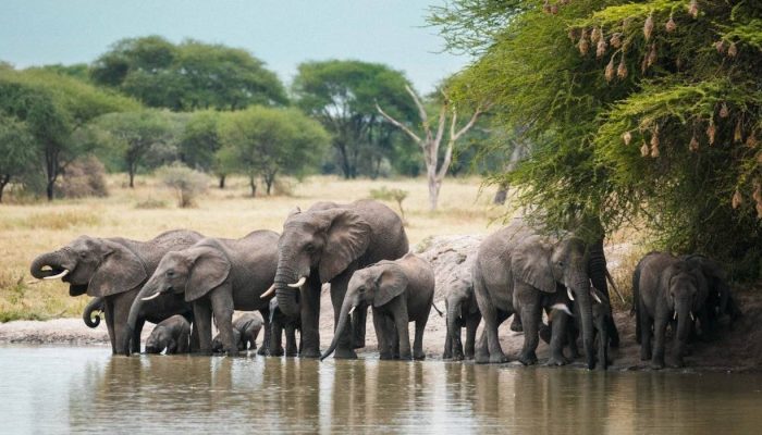 Tarangire National Park