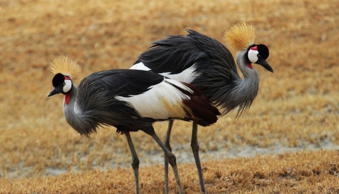 ngorongoro birds