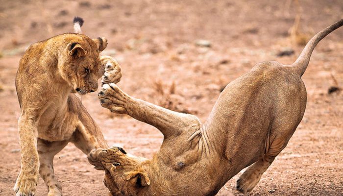 ngorongoro crater