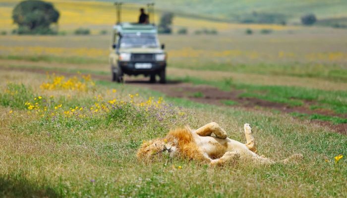 ngorongoro game drive