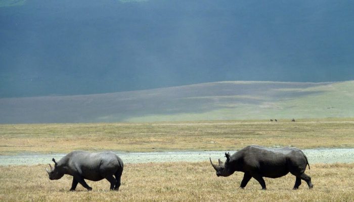 ngorongoro rhino