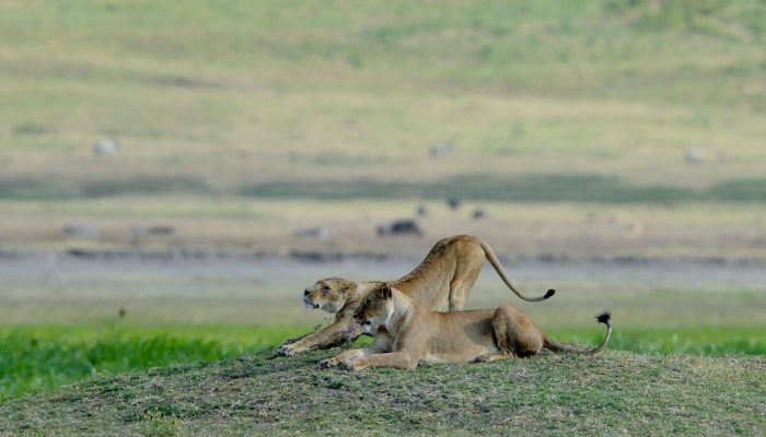 ngorongoro wildlife