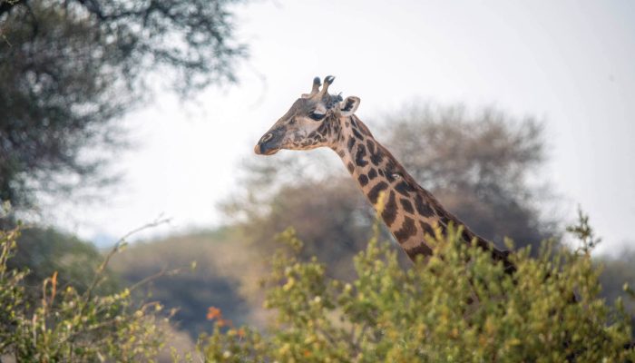 safari experince in tanzania