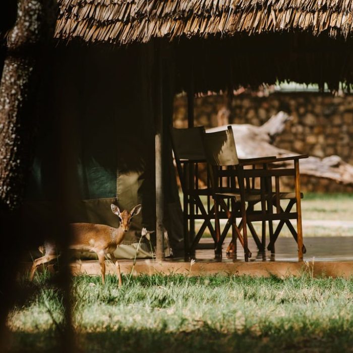 safari lodge tarangire