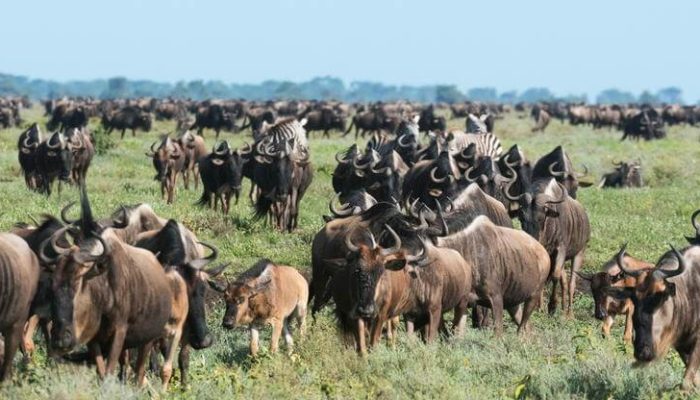 serengeti migration