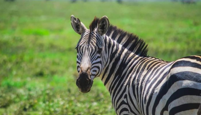 serengeti national park