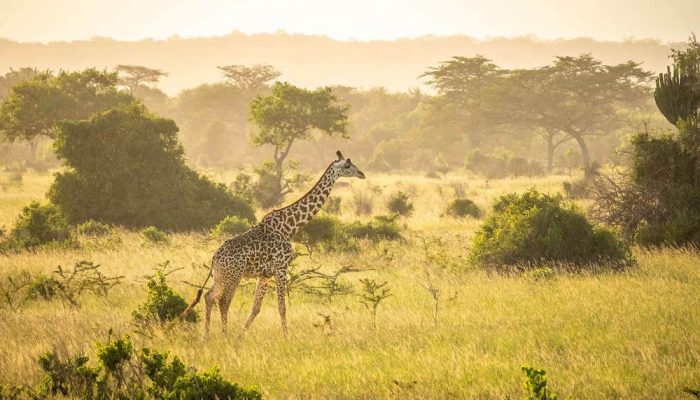 serengeti national park