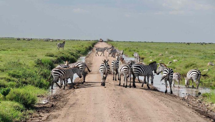 serengeti national park