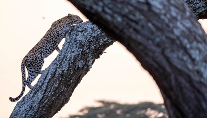 serengeti safari