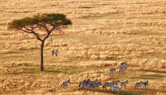 serengeti safari tanzania