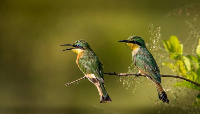 tanzania bird