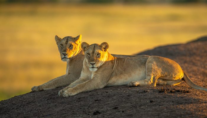 tanzania safari adventure