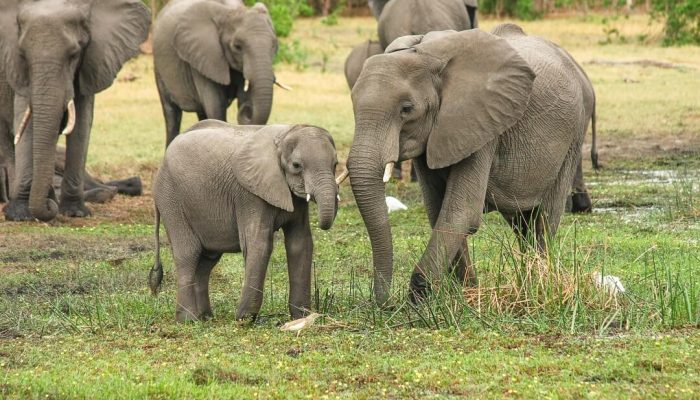 tarangire national park