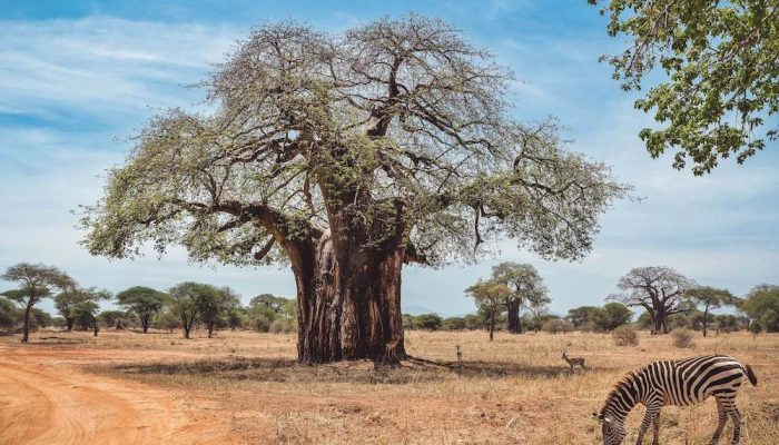 tarangire national park